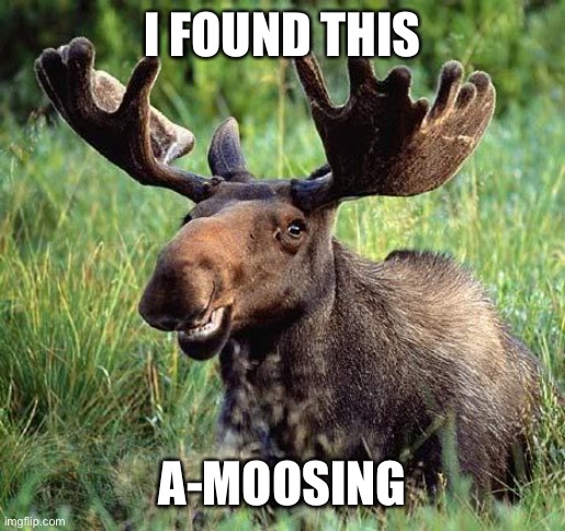 Smiling moose | I FOUND THIS A-MOOSING | image tagged in smiling moose | made w/ Imgflip meme maker