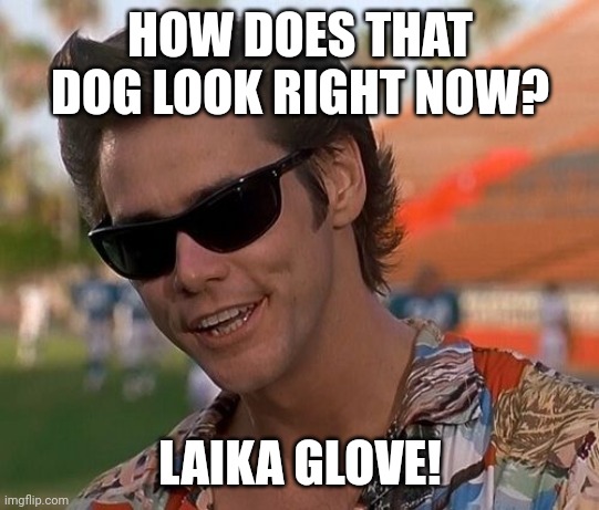 Ace Ventura | HOW DOES THAT DOG LOOK RIGHT NOW? LAIKA GLOVE! | image tagged in ace ventura | made w/ Imgflip meme maker