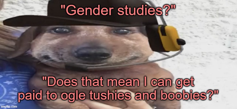 What "Gender Studies" Used to Mean | "Gender studies?" "Does that mean I can get paid to ogle tushies and boobies?" | image tagged in chucklenuts | made w/ Imgflip meme maker