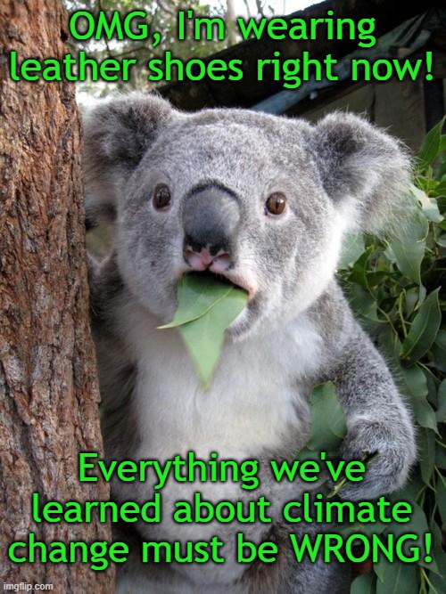 Surprised Koala Meme | OMG, I'm wearing leather shoes right now! Everything we've learned about climate change must be WRONG! | image tagged in memes,surprised koala | made w/ Imgflip meme maker