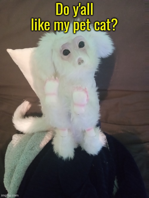 Do y'all like my pet cat? | made w/ Imgflip meme maker