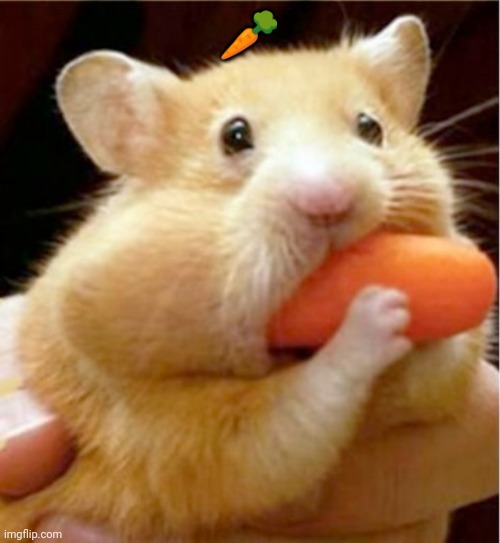 Hamster | 🥕 | image tagged in hamster eats carrot mouthful | made w/ Imgflip meme maker