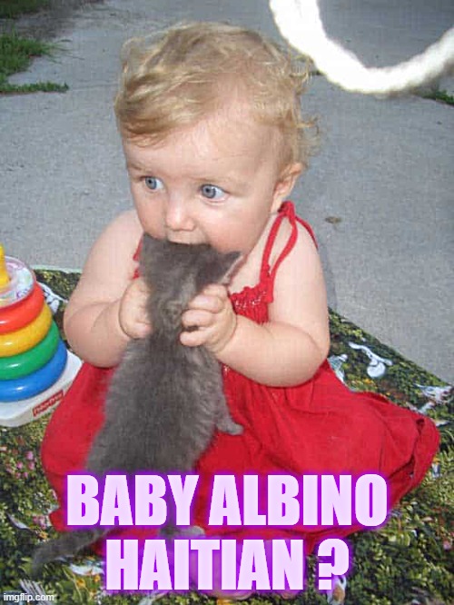 Baby Albino Haitian | BABY ALBINO HAITIAN ? | image tagged in baby albino haitian | made w/ Imgflip meme maker