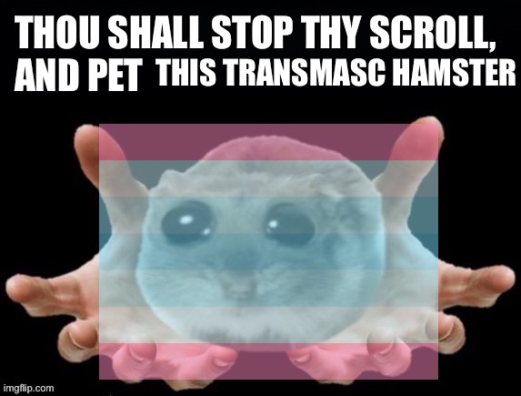 :D | THIS TRANSMASC HAMSTER | image tagged in thou shall stop thy scoll and pet this hamster | made w/ Imgflip meme maker