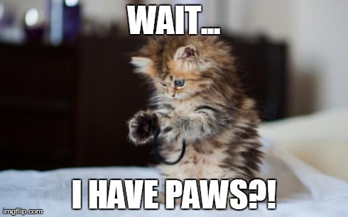 WAIT... I HAVE PAWS?! | image tagged in kitty criminal | made w/ Imgflip meme maker