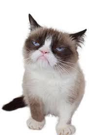 Grumpy cat looking up full body Blank Meme Template