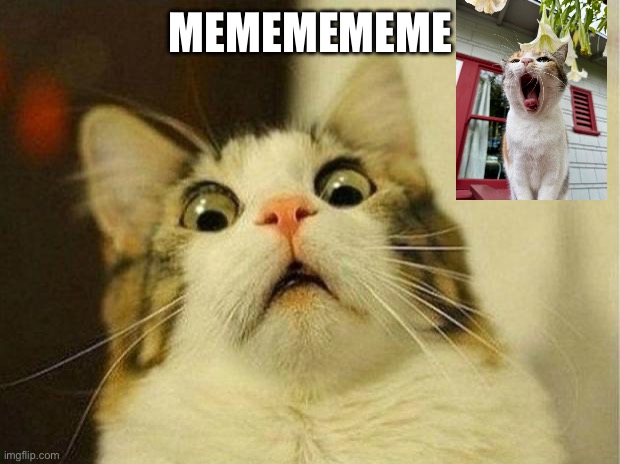 Scared Cat Meme | MEMEMEMEME | image tagged in memes,scared cat | made w/ Imgflip meme maker