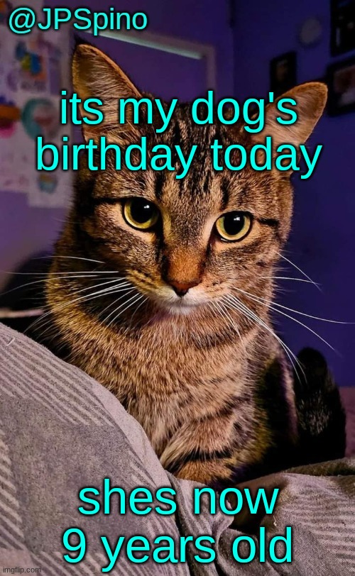 JPSpino's cat temp | its my dog's birthday today; shes now 9 years old | image tagged in jpspino's cat temp | made w/ Imgflip meme maker