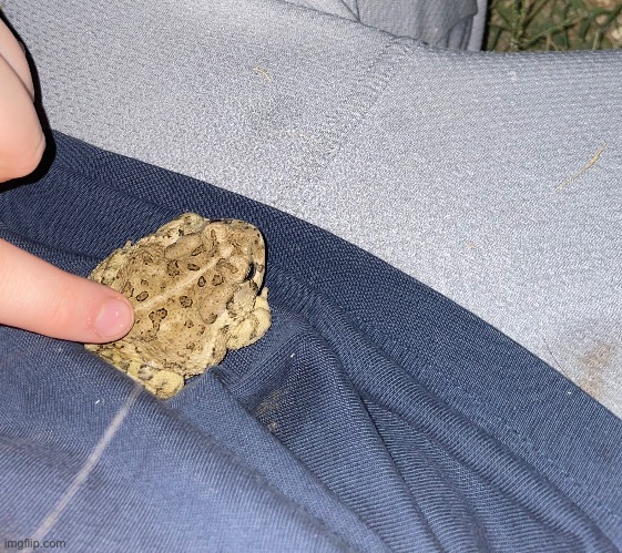 guys i petted a toad its name is ball (-potatd | made w/ Imgflip meme maker