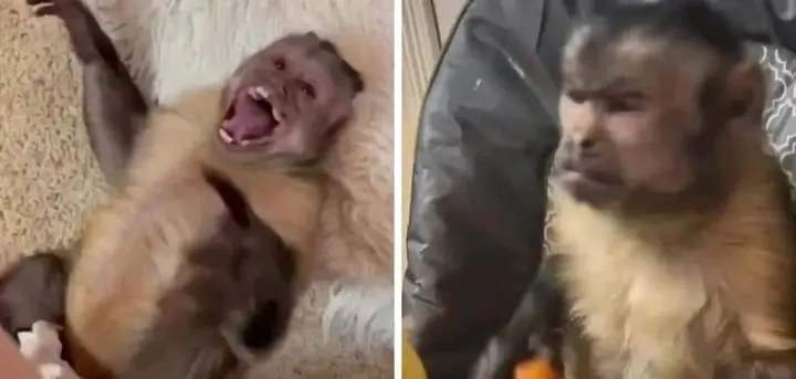 Monkey laugh monkey angry Blank Meme Template