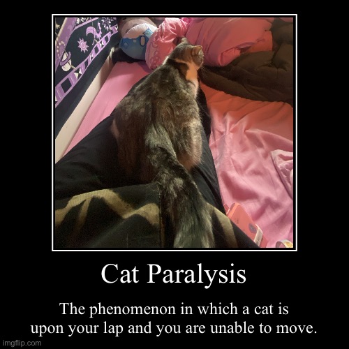 Cat Paralysis | The phenomenon in which a cat is upon your lap and you are unable to move. | image tagged in funny,demotivationals | made w/ Imgflip demotivational maker