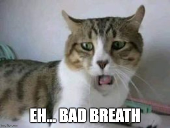 cat bad breath | EH... BAD BREATH | image tagged in funny cat memes | made w/ Imgflip meme maker