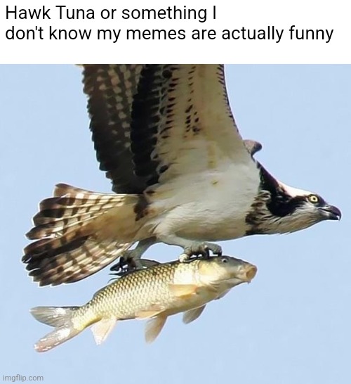 Hawk Tuna or something I don't know my memes are actually funny | image tagged in memes | made w/ Imgflip meme maker