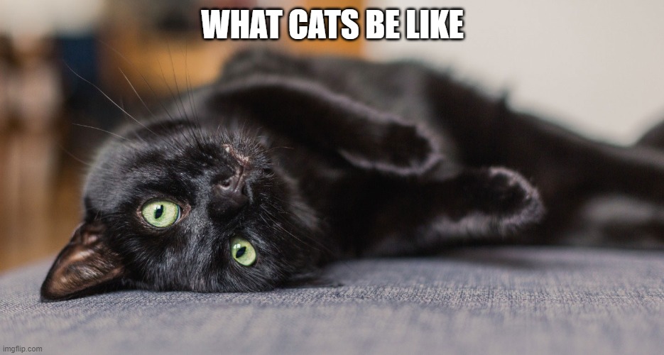 yo what | WHAT CATS BE LIKE | image tagged in cats | made w/ Imgflip meme maker