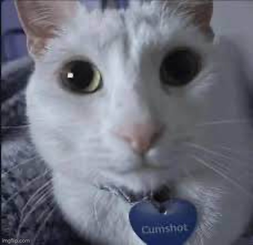 Cumshot the cat | image tagged in memes,funny,dirty joke,cats | made w/ Imgflip meme maker