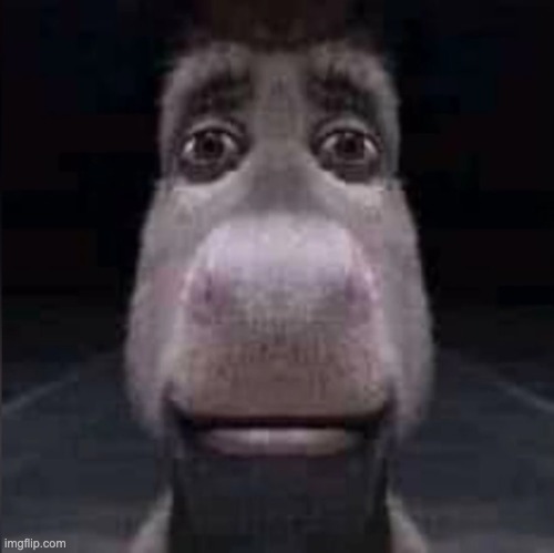 donkey stare | image tagged in donkey stare | made w/ Imgflip meme maker