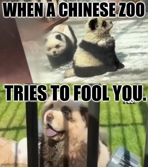 Aww...Aren't They Cute? | WHEN A CHINESE ZOO; TRIES TO FOOL YOU. | image tagged in memes,fun,chinese,pandas,well no but actually yes,dogs | made w/ Imgflip meme maker