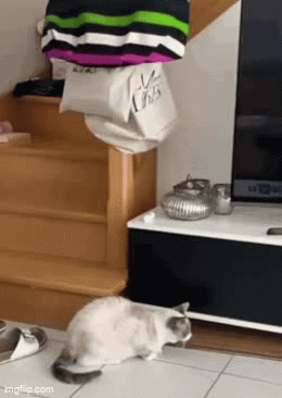 How Springy Are Cats ? - Imgflip