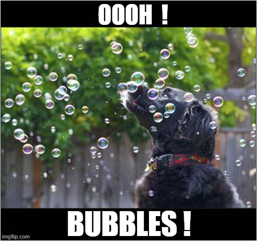 One Fascinated Dog ! | OOOH  ! BUBBLES ! | image tagged in dogs,bubbles,fascination | made w/ Imgflip meme maker