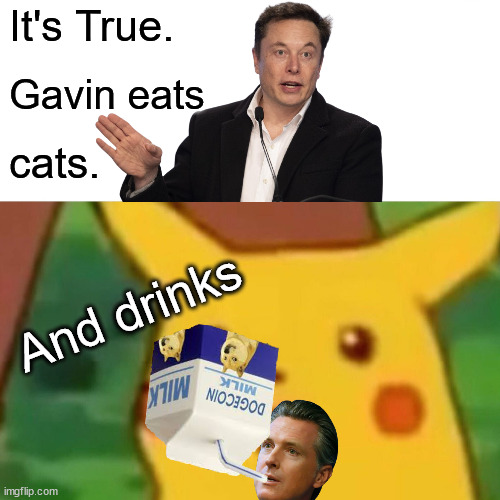 Meme warz starts meow. | It's True. Gavin eats; cats. And drinks | image tagged in memes,surprised pikachu,gavin newsom,elon musk | made w/ Imgflip meme maker