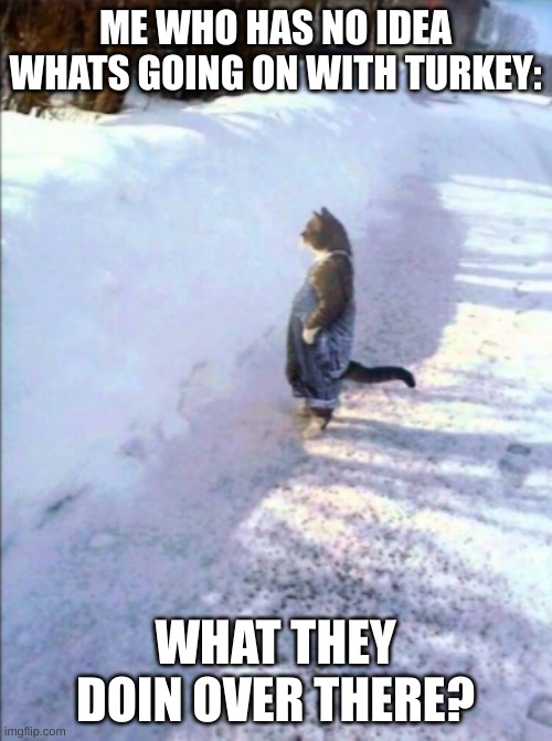 Cat in snow | ME WHO HAS NO IDEA WHATS GOING ON WITH TURKEY: WHAT THEY DOIN OVER THERE? | image tagged in cat in snow | made w/ Imgflip meme maker