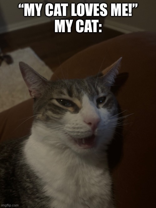 This is an actual picture of my cat | “MY CAT LOVES ME!”
MY CAT: | image tagged in cats,angry cat,irony | made w/ Imgflip meme maker