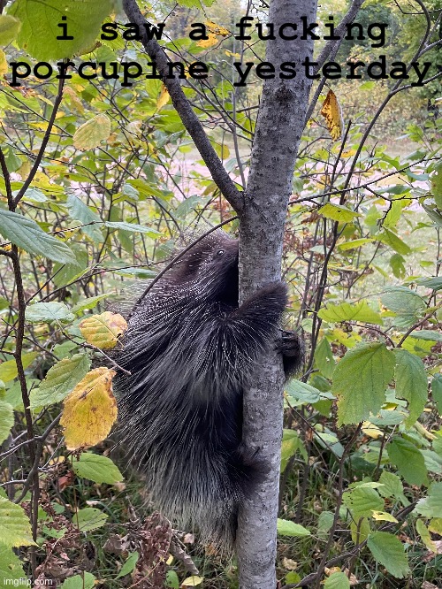 it was hard to resist the urge to pet him | i saw a fucking porcupine yesterday | made w/ Imgflip meme maker