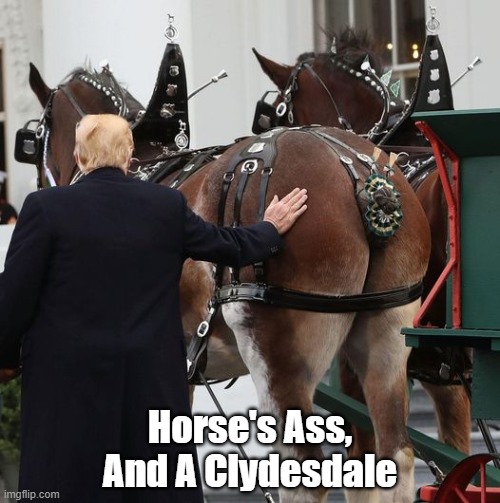 Horse's Ass | Horse's Ass,
And A Clydesdale | image tagged in horses ass,trump,clydesdale | made w/ Imgflip meme maker