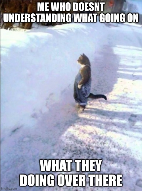 Cat in snow | ME WHO DOESNT UNDERSTANDING WHAT GOING ON WHAT THEY DOING OVER THERE | image tagged in cat in snow | made w/ Imgflip meme maker