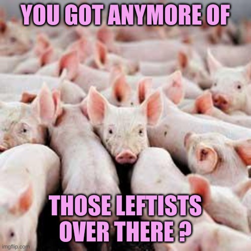 Pigs | YOU GOT ANYMORE OF THOSE LEFTISTS OVER THERE ? | image tagged in pigs | made w/ Imgflip meme maker