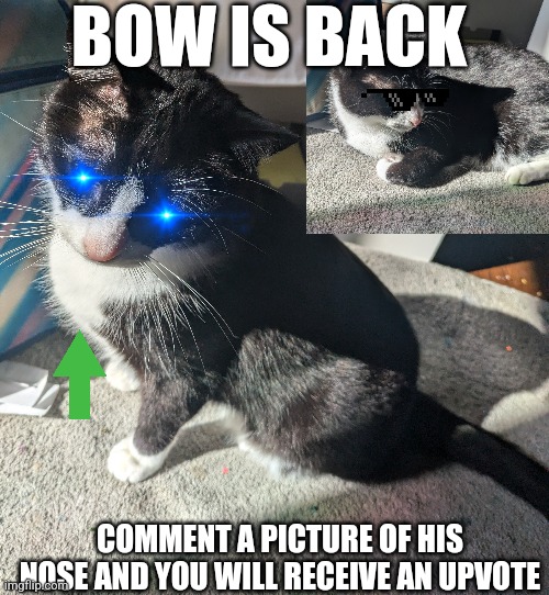 Bow the silly cat | BOW IS BACK; COMMENT A PICTURE OF HIS NOSE AND YOU WILL RECEIVE AN UPVOTE | image tagged in that's just silly cat,meowbahh | made w/ Imgflip meme maker