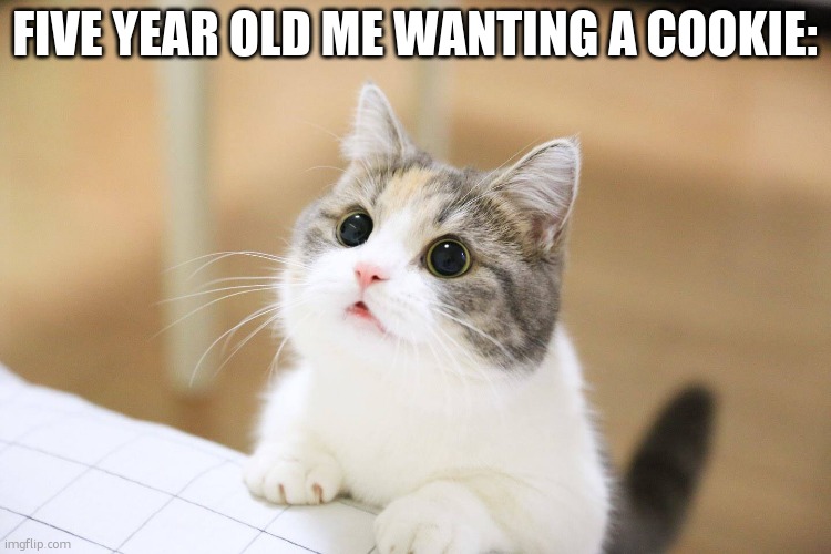 cute cat | FIVE YEAR OLD ME WANTING A COOKIE: | image tagged in cute cat | made w/ Imgflip meme maker