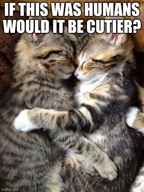 Cute Cats Cuddling | IF THIS WAS HUMANS WOULD IT BE CUTIER? | image tagged in cute cats cuddling | made w/ Imgflip meme maker