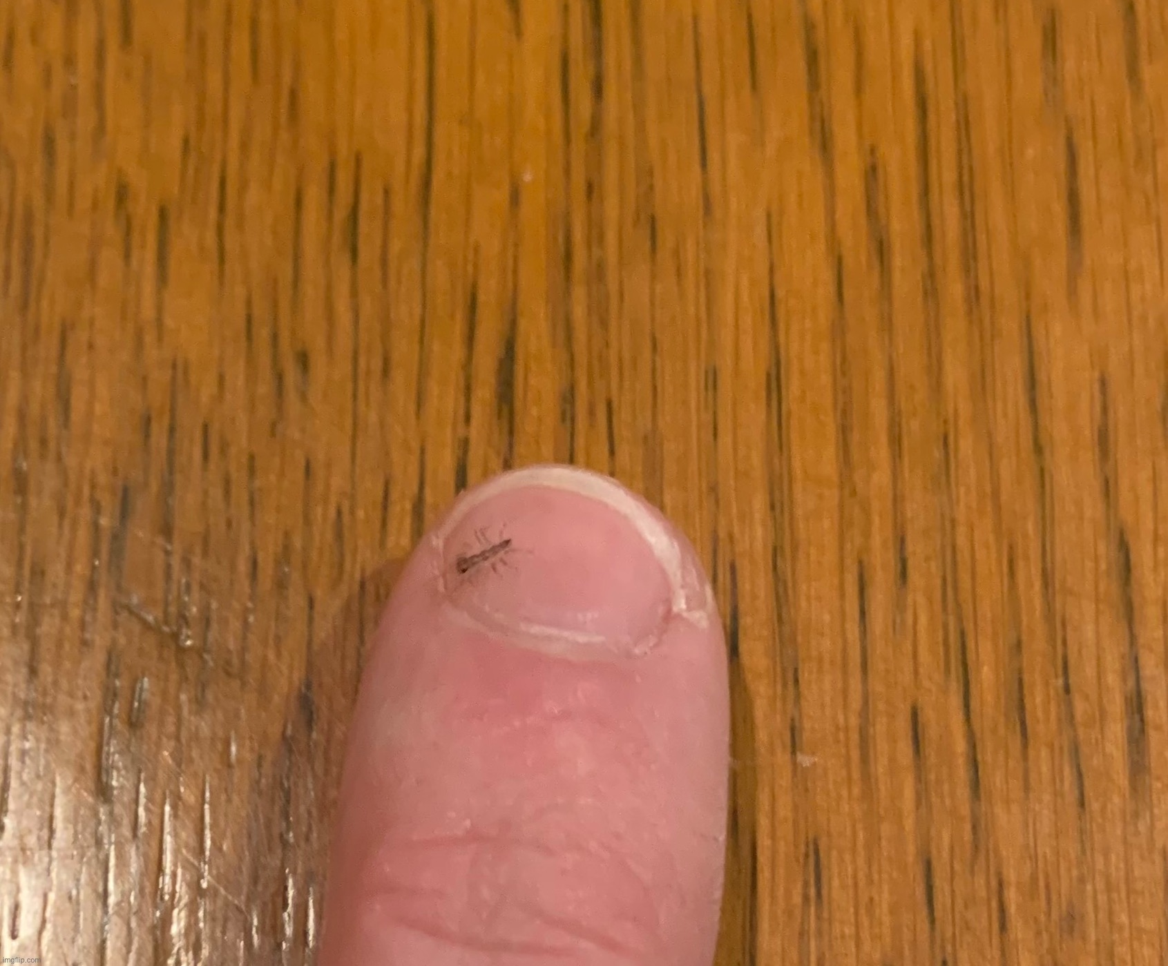 Baby house centipede | made w/ Imgflip meme maker