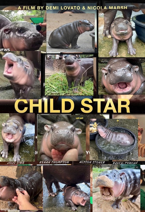 Moo Deng: Child Star | image tagged in hippo | made w/ Imgflip meme maker