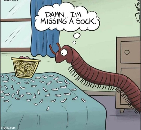 Centipede | image tagged in centipede,feet,socks | made w/ Imgflip meme maker