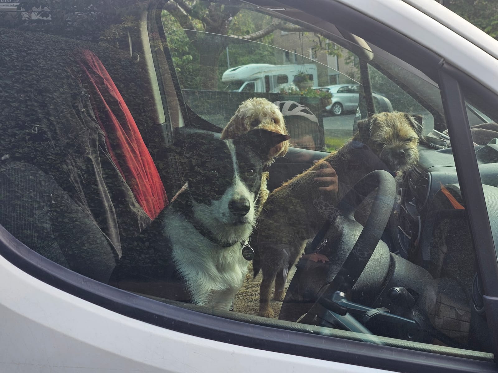 Dogs in car Blank Meme Template