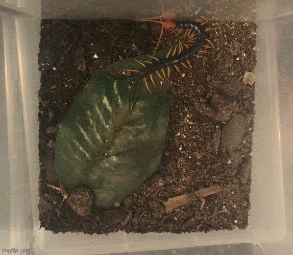 Friend’s pet centipede | made w/ Imgflip meme maker