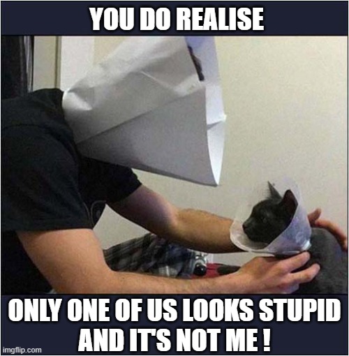 What The Cat Is Thinking ! | YOU DO REALISE; ONLY ONE OF US LOOKS STUPID
AND IT'S NOT ME ! | image tagged in cats,thoughts,cone of shame | made w/ Imgflip meme maker