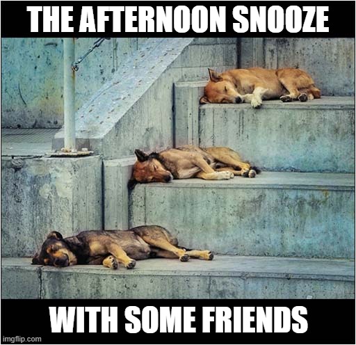 To Make You Smile | THE AFTERNOON SNOOZE; WITH SOME FRIENDS | image tagged in dogs,snooze | made w/ Imgflip meme maker