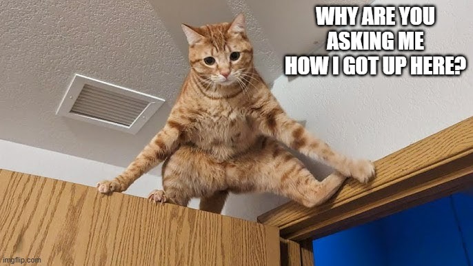 memes by Brad - cat is stuck on top of doors - humor | WHY ARE YOU ASKING ME HOW I GOT UP HERE? | image tagged in funny,cats,kittens,funny cat memes,humor | made w/ Imgflip meme maker