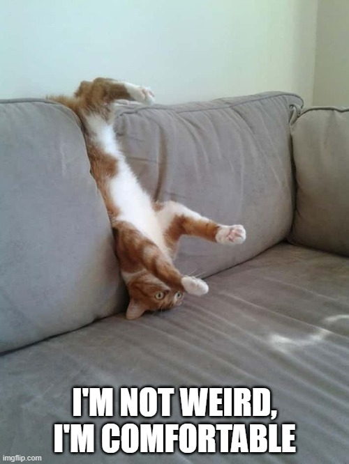 memes by Brad - This cat is not weird, he's comfortable | I'M NOT WEIRD, I'M COMFORTABLE | image tagged in funny,cats,kittens,funny cat memes,humor | made w/ Imgflip meme maker