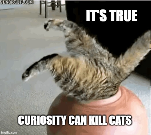 memes by Brad - Curiosity killed the cat - humor | IT'S TRUE; CURIOSITY CAN KILL CATS | image tagged in funny,cats,kittens,funny cat memes,humor,curiosity | made w/ Imgflip meme maker