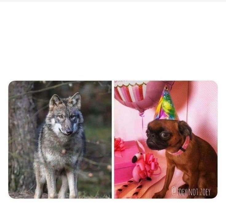 evolution Blank Meme Template