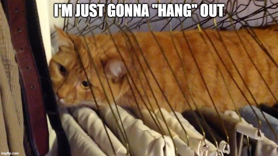 memes by Brad - Cat just "hanging" around in a closet | I'M JUST GONNA "HANG" OUT | image tagged in funny,cats,kittens,funny cat memes,hanging out,humor | made w/ Imgflip meme maker