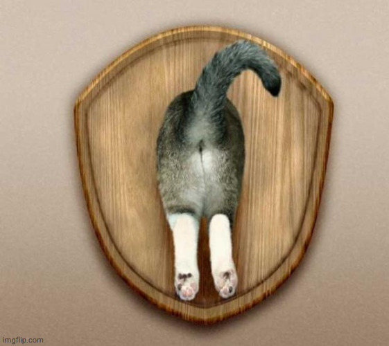 Cat-Ass-Trophy | image tagged in cat-ass-trophy | made w/ Imgflip meme maker