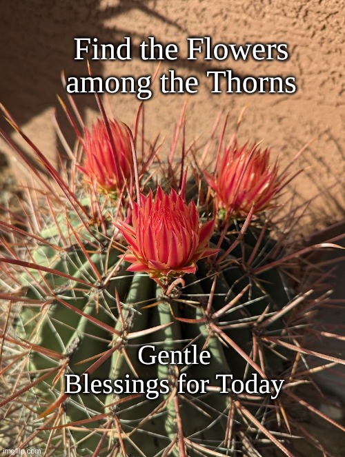 Flowers among Thorns | Find the Flowers
among the Thorns; Gentle Blessings for Today | image tagged in flowers,cactus,barrel cactus,blessings | made w/ Imgflip meme maker