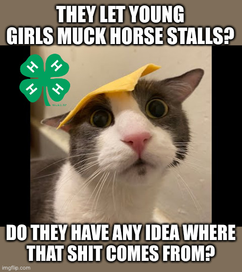 Zoink Cat | THEY LET YOUNG GIRLS MUCK HORSE STALLS? DO THEY HAVE ANY IDEA WHERE
THAT SHIT COMES FROM? | image tagged in zoink cat | made w/ Imgflip meme maker