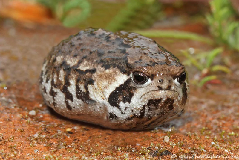 angry toad with no legs Blank Meme Template