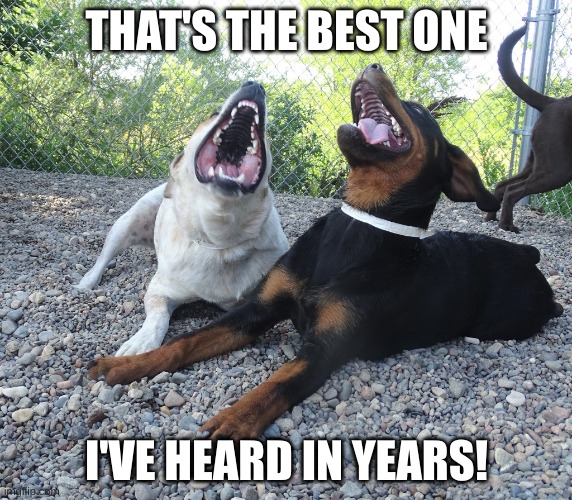 dogs laughing | THAT'S THE BEST ONE; I'VE HEARD IN YEARS! | image tagged in dogs laughing | made w/ Imgflip meme maker